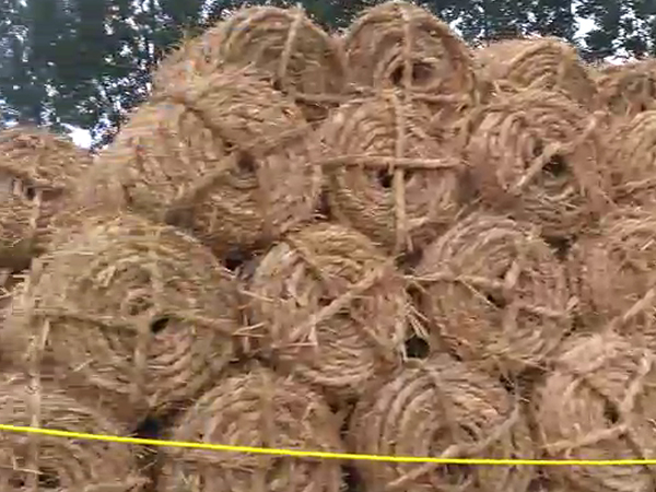 條形草支墊有哪些不足之處？